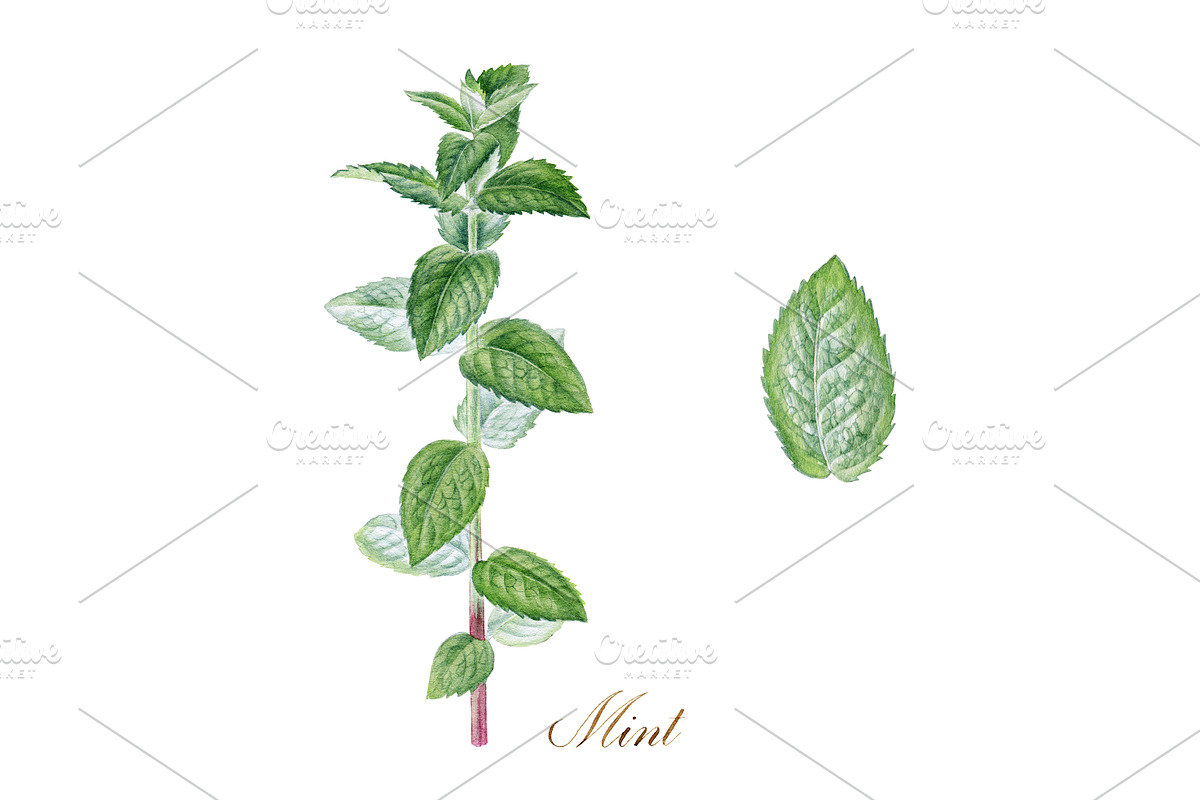 Mint, a Food Illustration by Watercolor life (Photo 6 of 6)