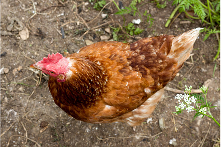 Country chicken enjoys the life