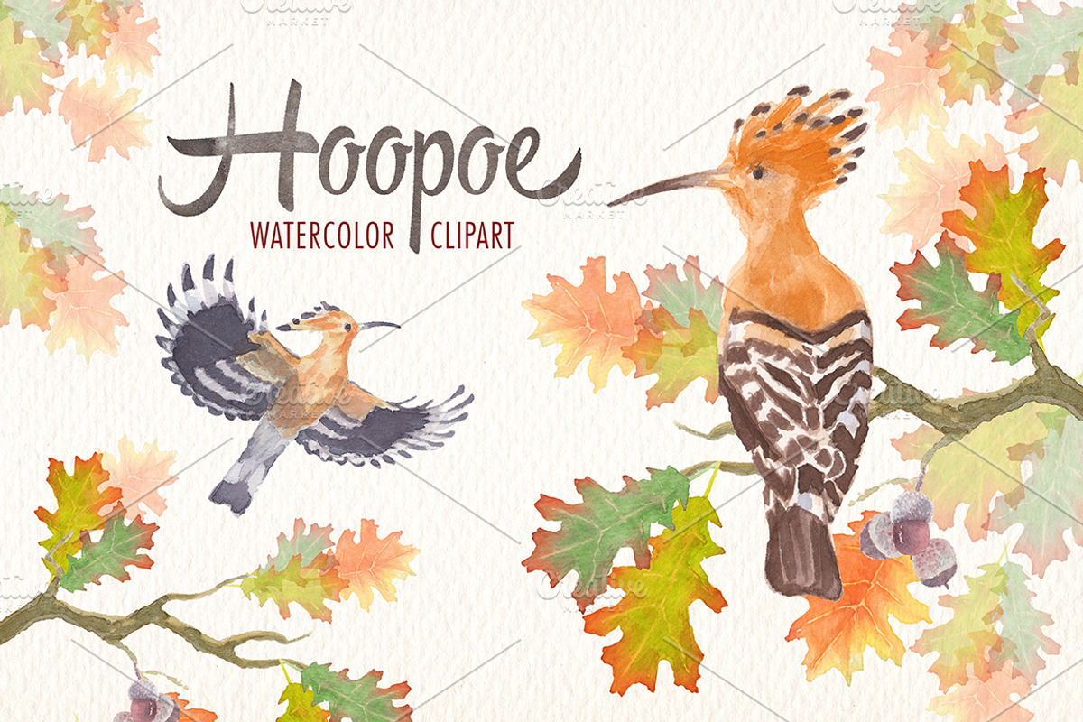 watercolor hoopoe bird clipart, an Illustration by Art & Things (Photo 2 of 5)
