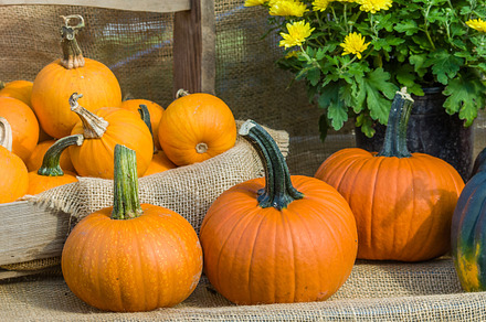 Orange Winter Squash On Display Featuring Food Diet And Squash preview 6