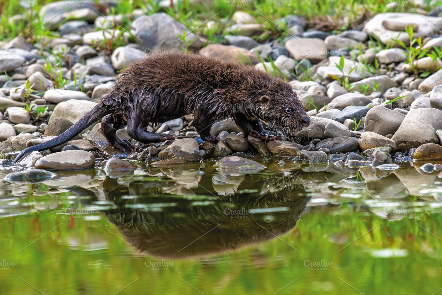 Otter in nature habitat. Portrait of water predator. Animal from, an Animal Photo by Byrdyak
