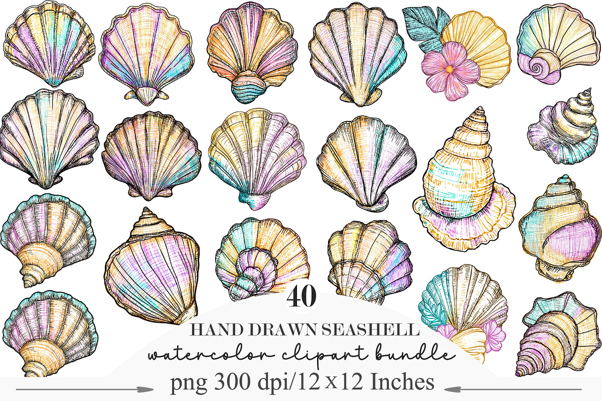 Hand Drawn Seashell Clipart, an Illustration by Designking (Photo 1 of 5)