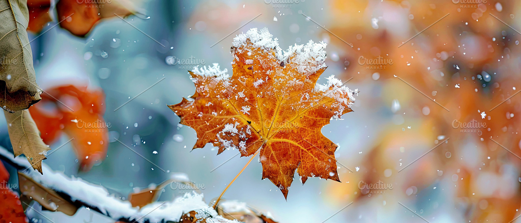 snow on the leaves, looks beautiful, a Photo by LOGOCREATIVE