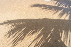 Palm tree shadow on Anaho Beach, Nuku Hiva, French Polynesia, a Photo by GoodGoods
