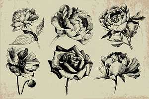 Ink Flower Peony, Roses, Poppy