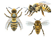 Watercolor bees and bumblebees, an Animal Illustration by Watercolor fantasy (Thumbnail 3 of 4)