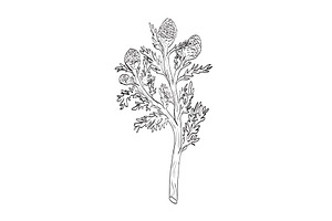 Pineappleweed Wild Plant Drawing