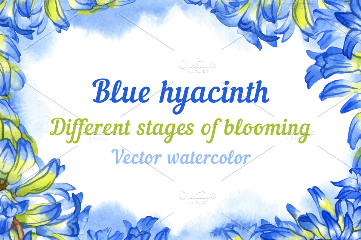 Vector watercolor hyacinth, a Decorative Illustration by Evgeniia Zagreeva (Photo 1 of 2)