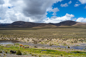 Vicunas Grazing in the Plains of Peru's Majestic Mountains, an Animal Photo by GoodGoods