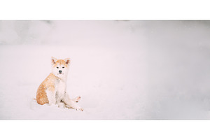 Beautiful Puppy Of Akita Dog Or, an Animal Photo by Our Amazing World
