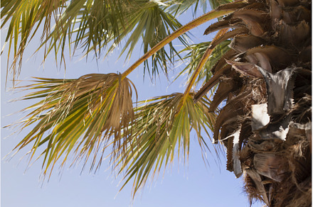 Tropical palm branches against the, a Nature Photo by Diary of impressions