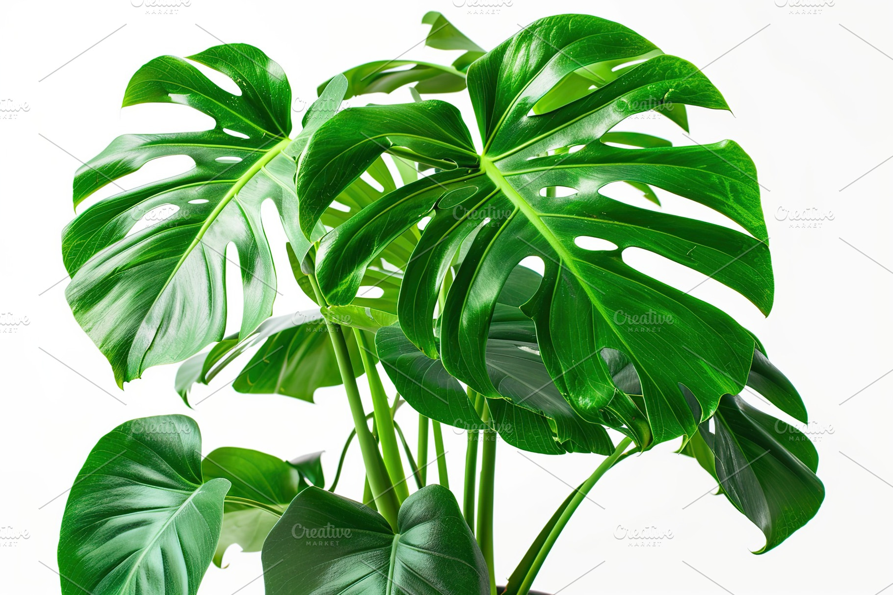Monstera leaves isolated on white background, a Nature Photo by AlyaAnd
