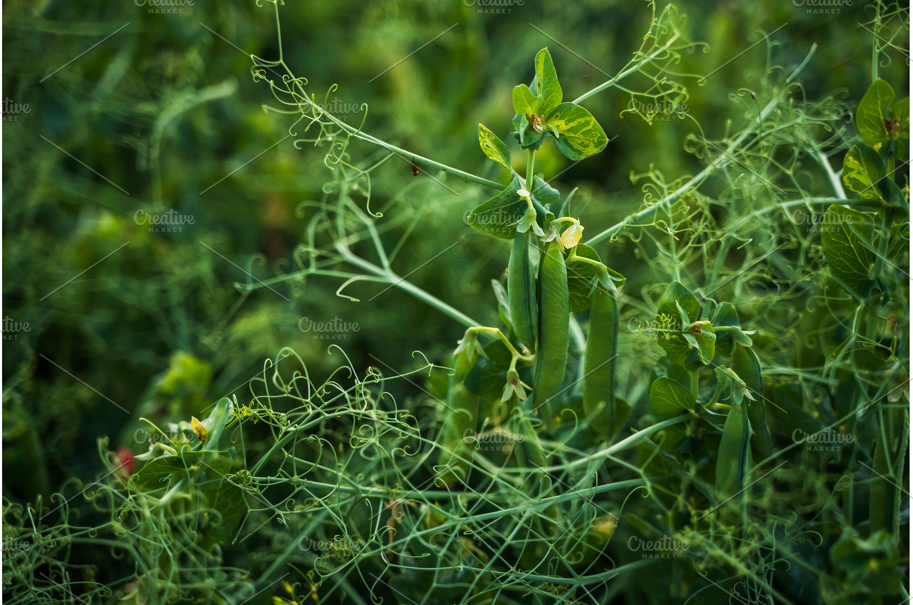 Pea plant growing outdoors in a, a Nature Photo by volodymyrshtun13795