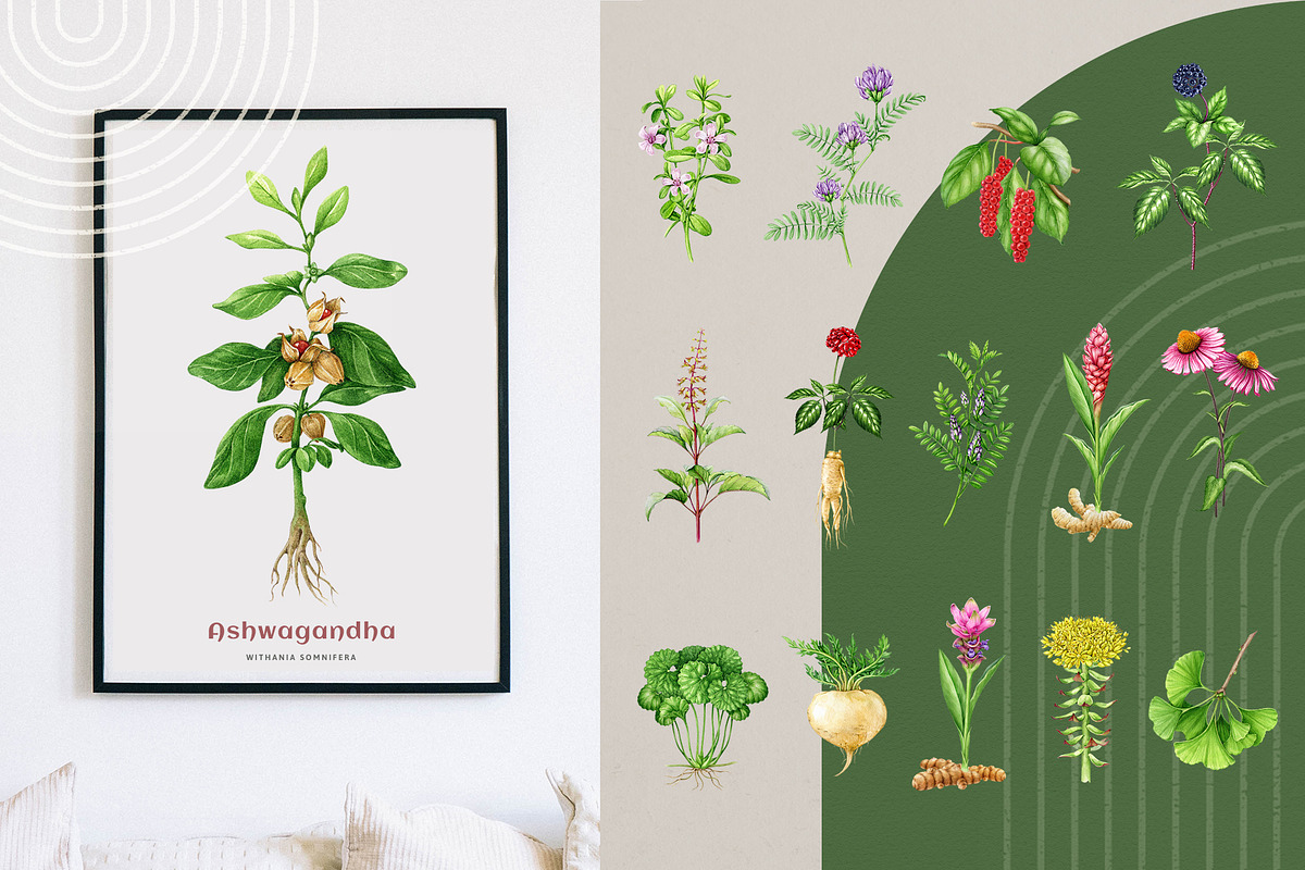 Adaptogenic Medicinal Plant Clipart, a Healthcare Illustration by AnitaPol (Photo 18 of 24)