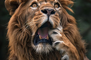 236 surprised animals, an Animal Photo by Handmadefont (Thumbnail 92 of 241)