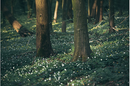 Flowering green forest with white, a Nature Photo by Nature and travel