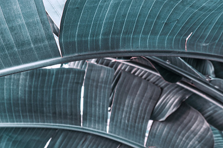 Tropical Banana Leaves Plant Photo