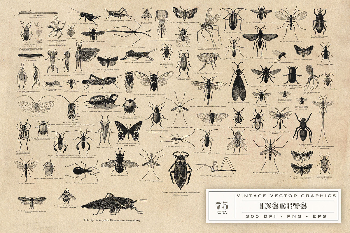 Antique Insect Vector Graphics, an Illustration by Eclectic Anthology (Photo 3 of 3)