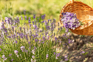 Harvested lavender flowers in blooming field, a Photo by Grafvision photography