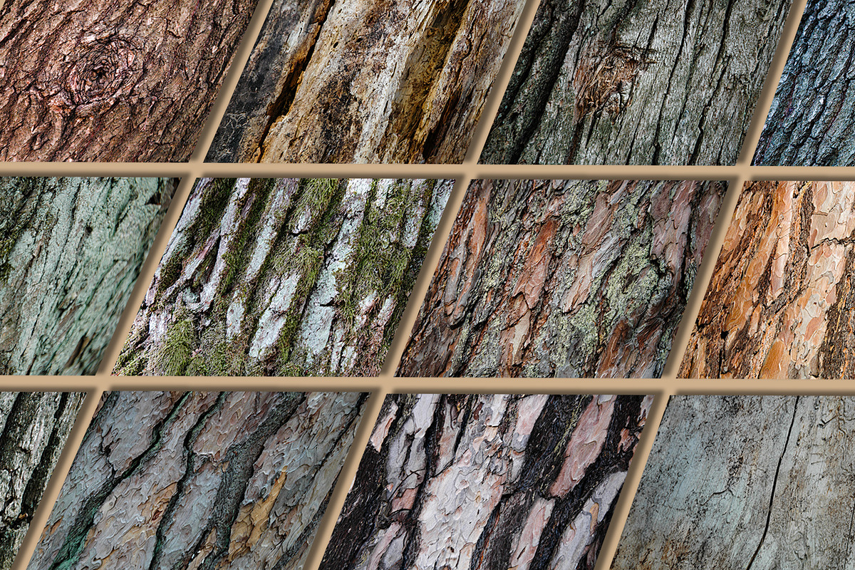Woody Bark Textures, a Texture Graphic by Norse Moss (Photo 4 of 8)