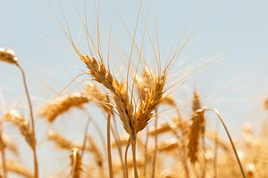 Close-up of golden wheat ears standing tall in a sunlit field ag, a Nature Photo by Ales Munt