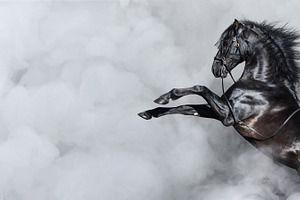 Black Spanish horse rearing in smoke