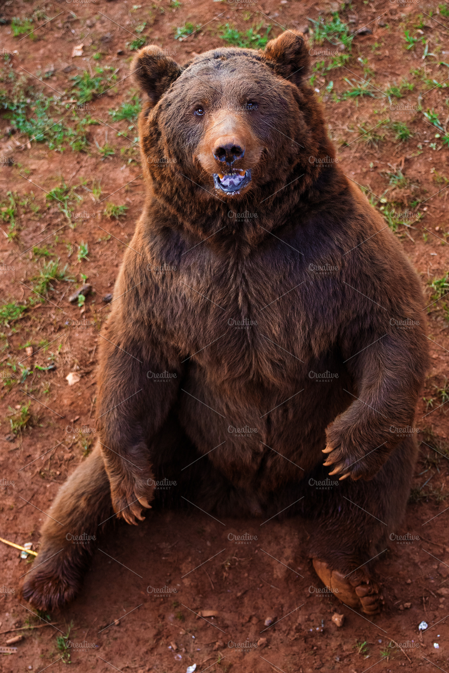 Brown bear sitting looking up in nat, an Animal Photo by Perpis