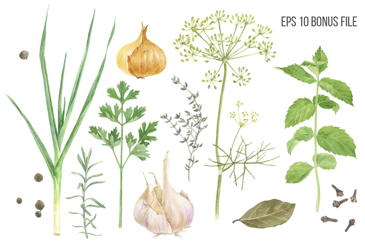 Herbs and spices watercolors, a Healthcare Illustration by handsketched (Photo 5 of 6)