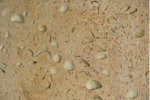 Close-up of a sedimentary rock, a Background Photo by Rohan Photography