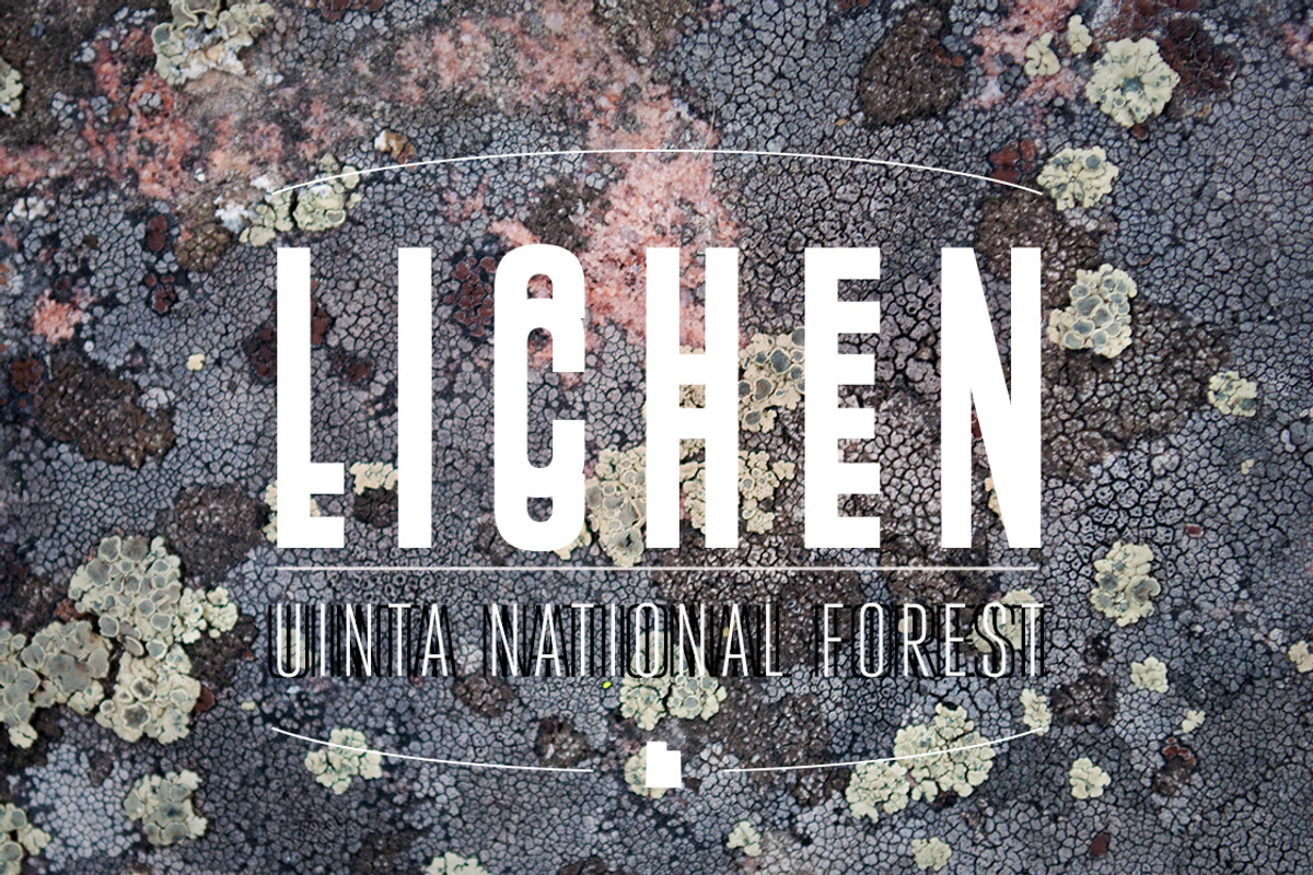 36 Lichen Textures preview 3