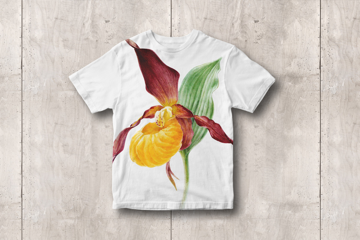 Botanical art watercolor and pencils, a Food Illustration by ViktoriArt (Photo 16 of 16)