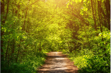 Summer green forest, a Nature Photo by Nature and travel