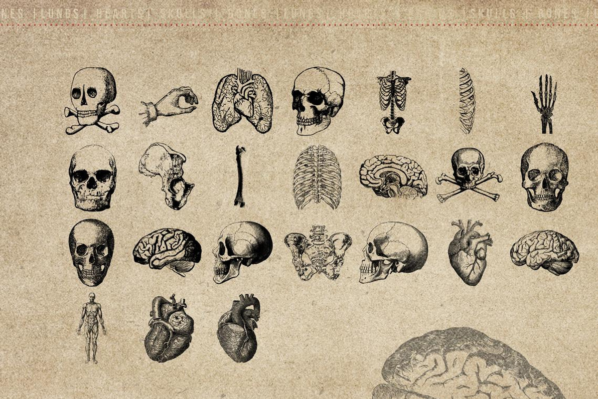 50 Procreate Anatomy Stamps, a Brush Add-On by Endete & Mazak brushes (Photo 3 of 7)