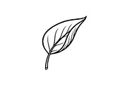 Hand Drawn Leaf Line Art Bundle, an Illustration by hafijul (Thumbnail 9 of 51)