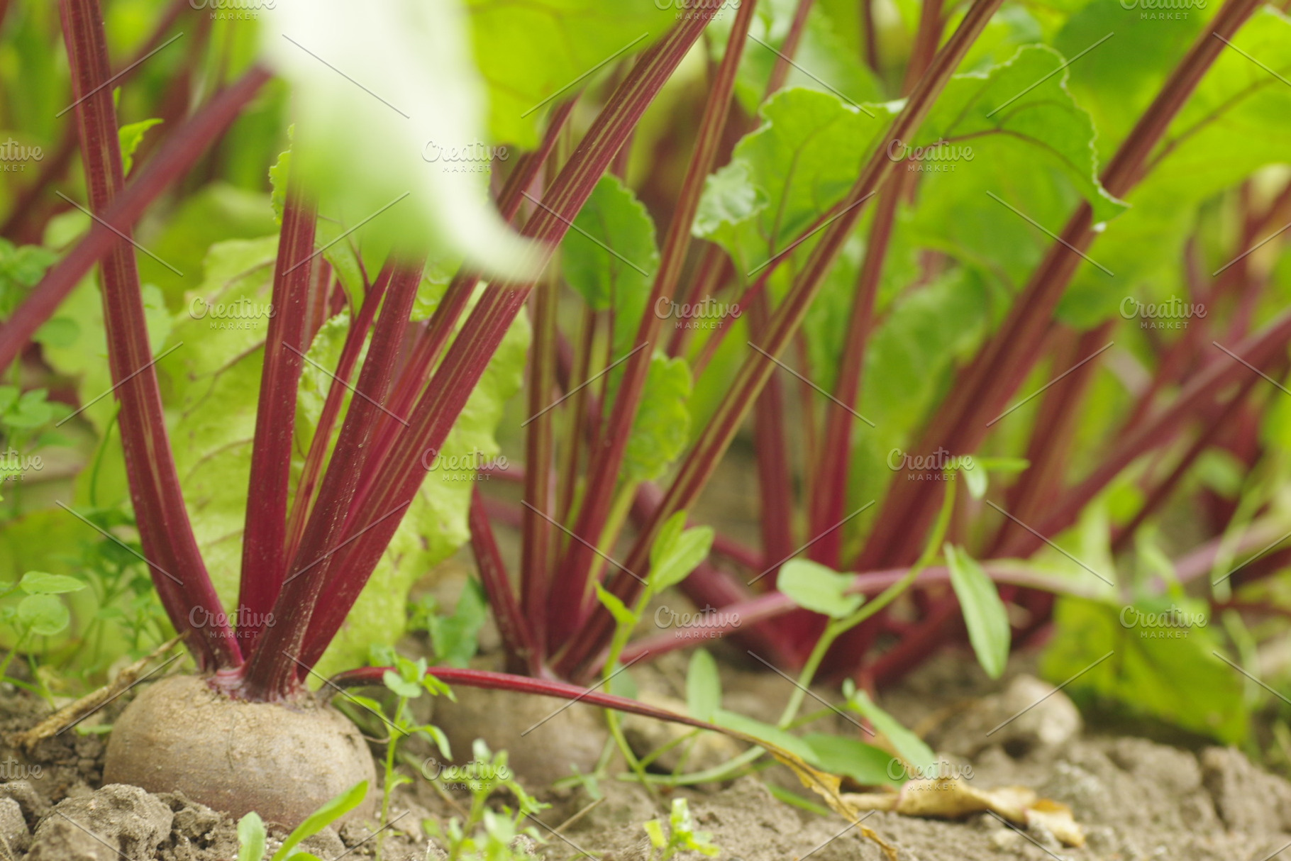 Homegrown beetroots bed, a Food & Drink Photo by Pille Väljataga Photo