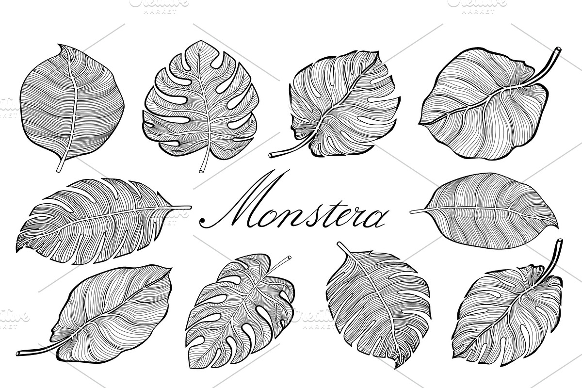 Set tropical monstera leaves Vector, an Object Graphic by Rommeo79