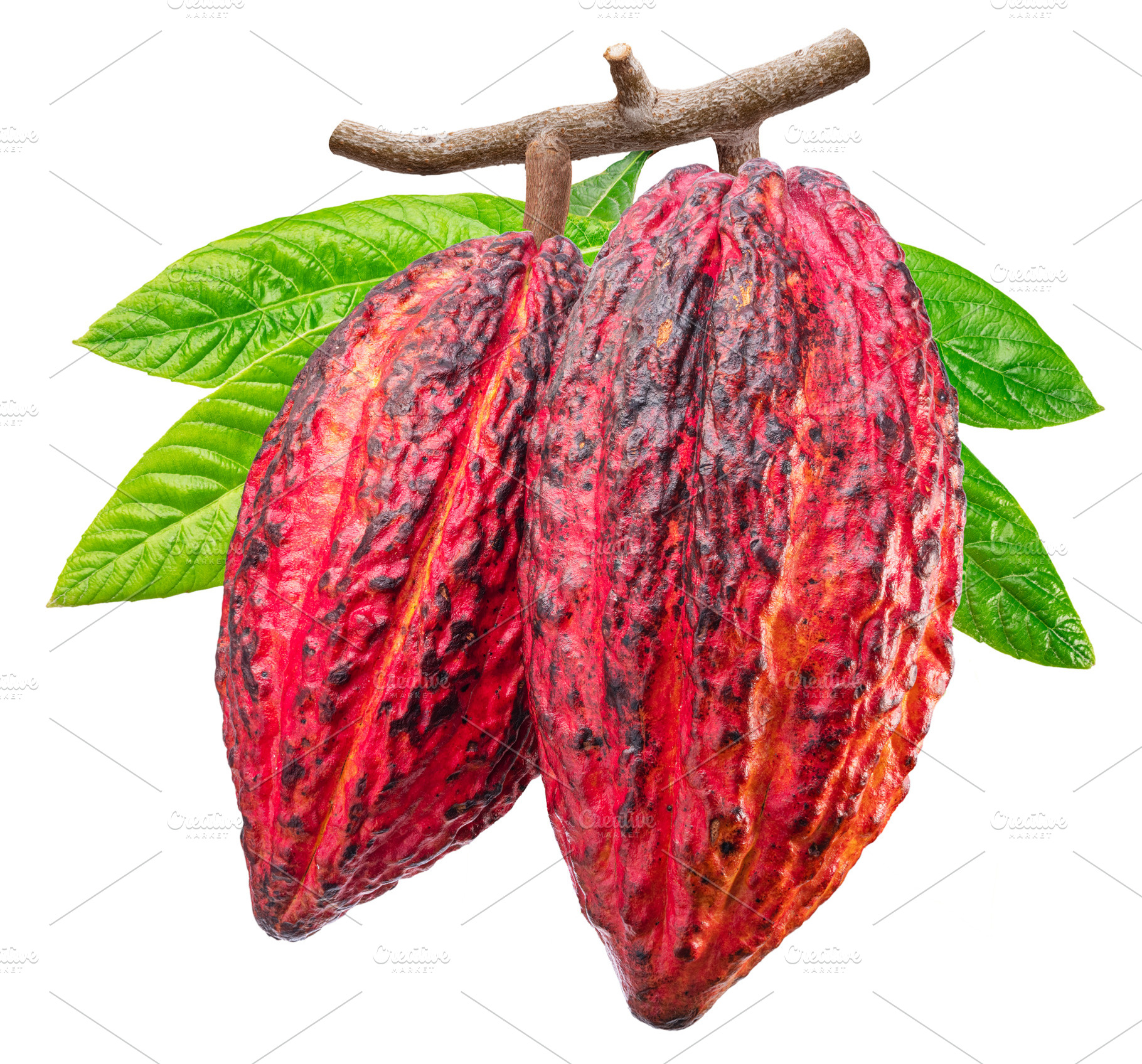 Two cocoa fruits or cocoa pods on branch with green leaves isola, a Food & Drink Photo by Volff