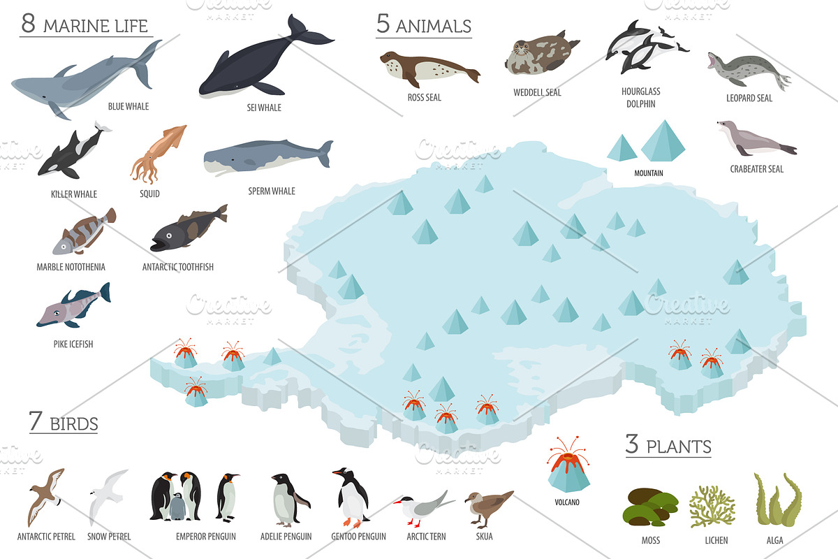 Antarctica isometric flora and fauna, an Animal Illustration by pet design  shop