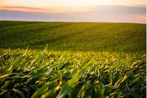 Cornfield landscape at sunset with, a Nature Photo by volodymyrshtun13795