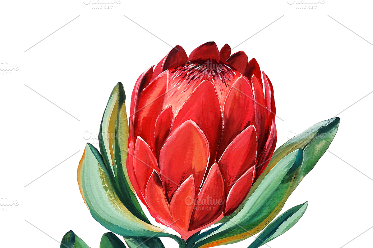 Watercolor King Protea, a Decorative Illustration by Karliefie (Photo 5 of 5)