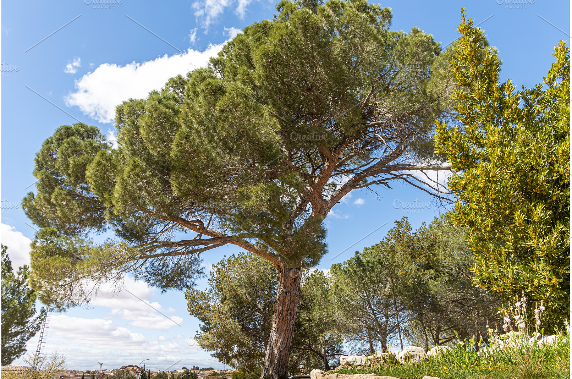 A beautiful pine tree against a, a Nature Photo by Illustrations&photos