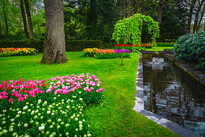 Amazing part of ornamental garden, a Nature Photo by Alpine Dreams