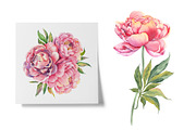 PEONY watercolor clip art & patterns, an Object Graphic by Jeanna Draw (Thumbnail 5 of 15)