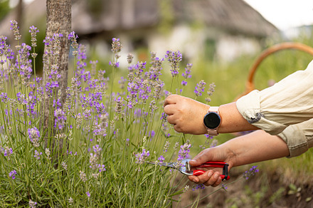Gardener cutting lavender flowers with pruning shears in a sunny