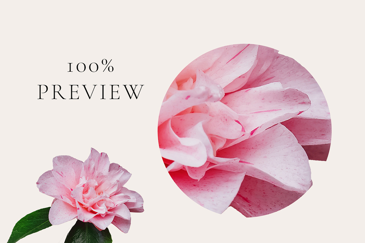 PNG Floral clipart collection, an Object Graphic by Imageblend (Photo 6 of 8)