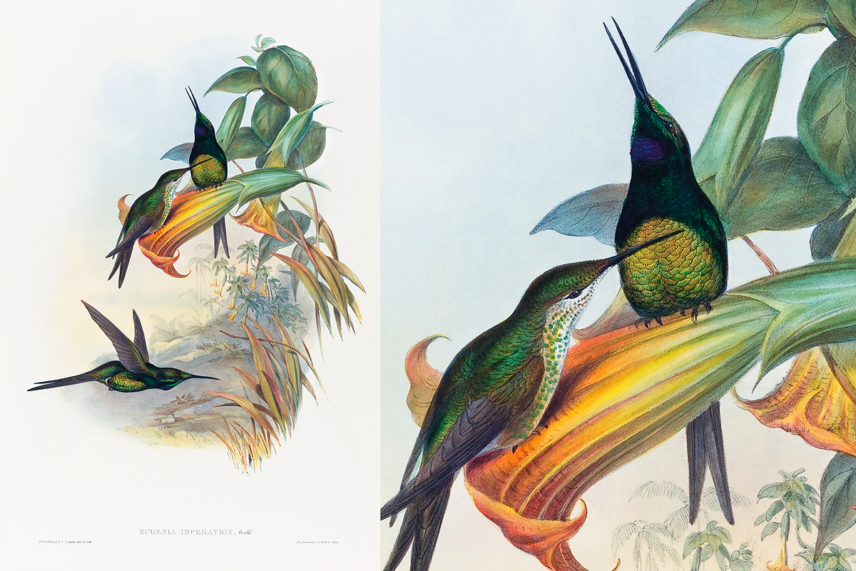300+ The Birds of Australia, an Animal Illustration by Digital Museum (Photo 4 of 15)