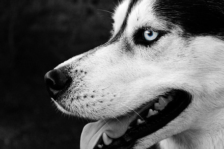 Husky stock photo containing husky and dog