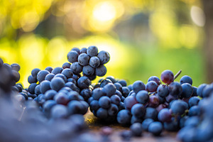 Blue vine grapes for making wine, a Food & Drink Photo by Mark Borbely
