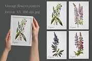 Lupine. Vintage botanical atlas, a Pattern Graphic by Antikva17 (Thumbnail 4 of 12)