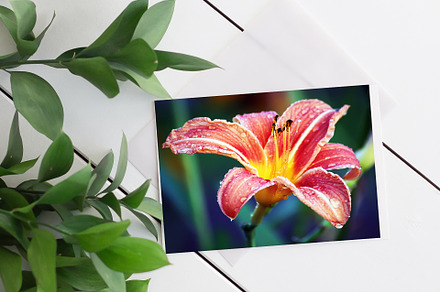 Lily flower. Stock photo, a Nature Photo by pictures for you